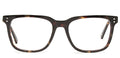 Brown Tortoise
